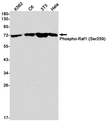 Anti-Phospho-Raf1 (Ser259) Rabbit mAb [69L67L72]