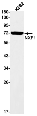 Anti-NXF1 Rabbit mAb [59L33M05]