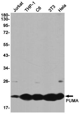 Anti-PUMA Rabbit mAb [19M73K38]
