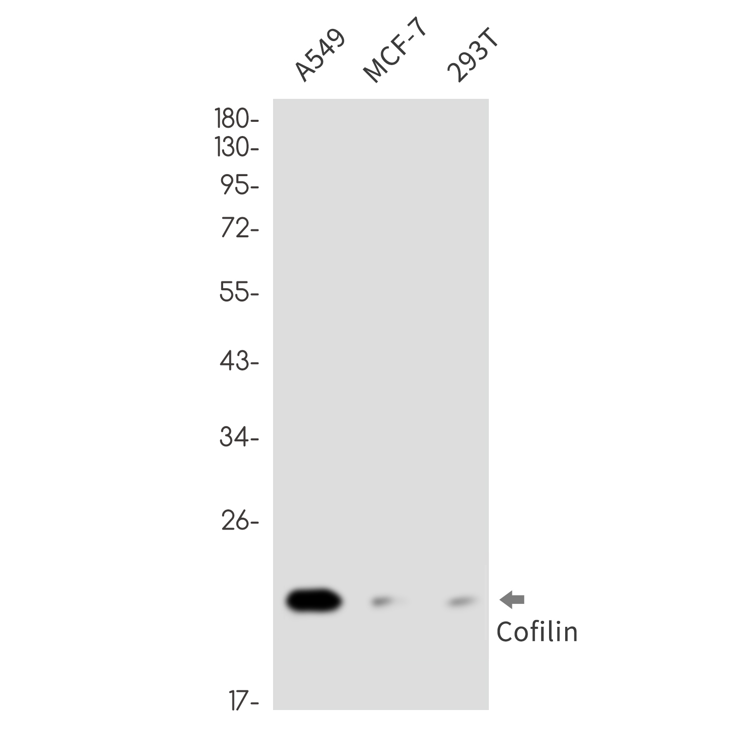 Anti-Cofilin Rabbit mAb [82K53L72]