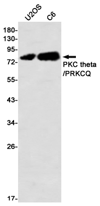 Anti-PKC theta Rabbit mAb [42K32L93]