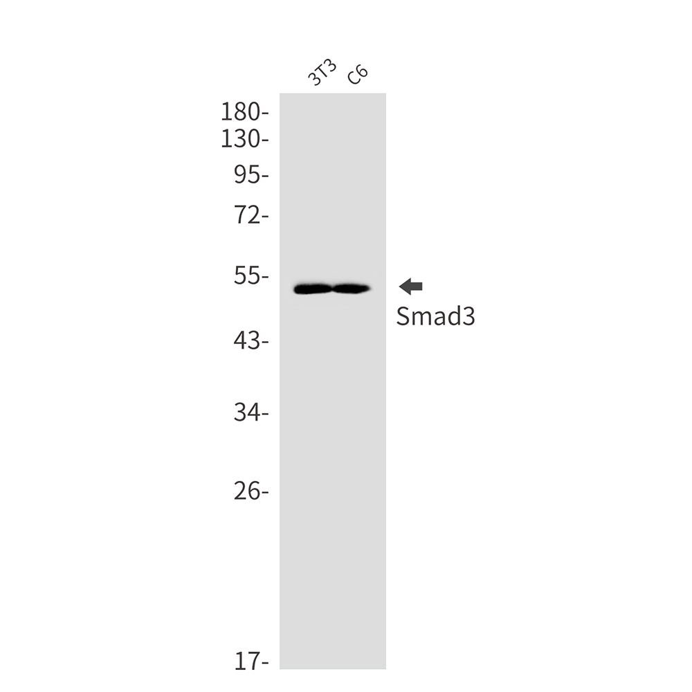 Anti-Smad3 Rabbit mAb [96L73L02]