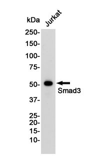 Anti-Smad3 Rabbit mAb [96L73L02]