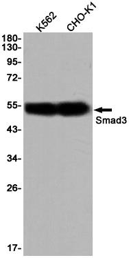 Anti-Smad3 Rabbit mAb [96L73L02]