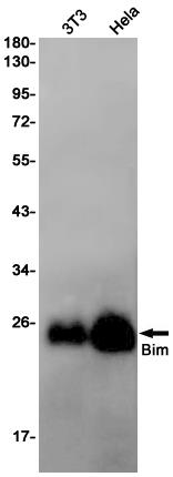 Anti-Bim Rabbit mAb [14K48L73]