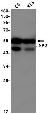 Anti-JNK2 Rabbit mAb [76K02L60]