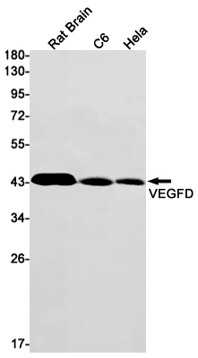 Anti-VEGFD Rabbit mAb [10M31K47]