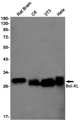 Anti-Bcl-XL Rabbit mAb [28L27K11]