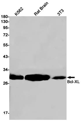 Anti-Bcl-XL Rabbit mAb [28L27K11]