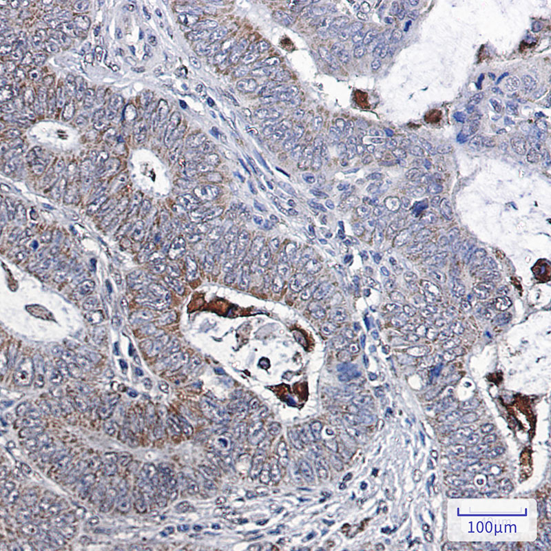 Anti-Bcl-XL Rabbit mAb [28L27K11]