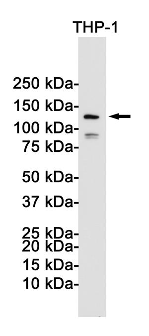 Anti-NLRP3 Rabbit mAb [77L97M96]