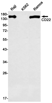 Anti-CD22 Rabbit mAb [14L59L59]