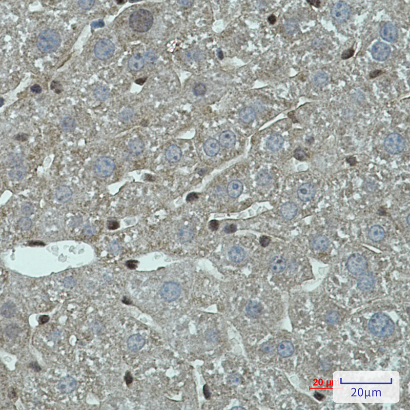 Anti-FADD Rabbit mAb [96M08K03]