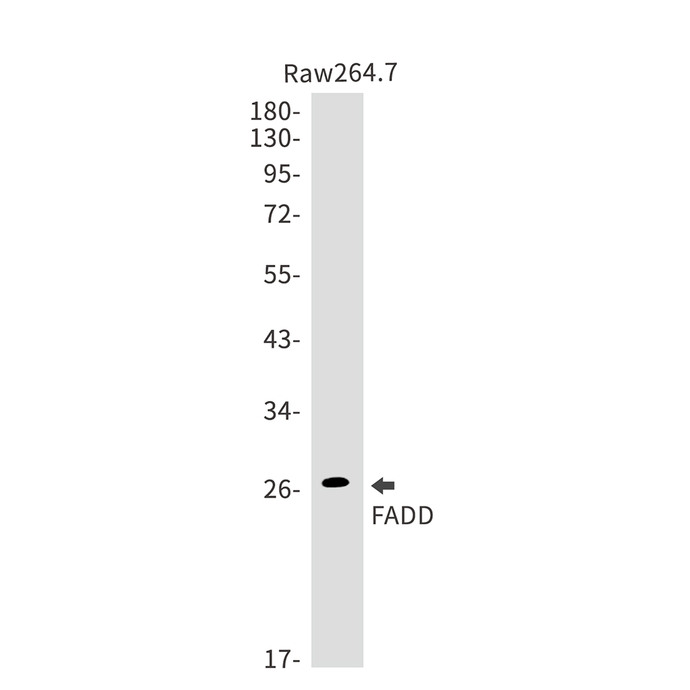 Anti-FADD Rabbit mAb [96M08K03]