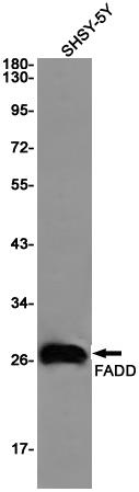 Anti-FADD Rabbit mAb [96M08K03]