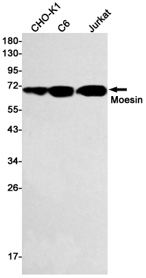 Anti-Moesin Rabbit mAb [82L65L25]