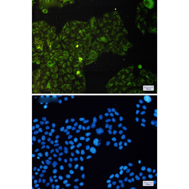 Anti-Phospho-eIF4E (Ser209) Rabbit mAb [79K60M11]