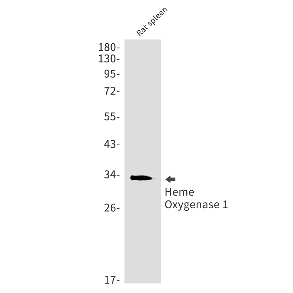 Anti-Heme Oxygenase 1 Rabbit mAb [63L90M37]