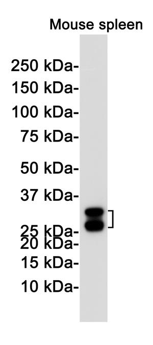 Anti-Heme Oxygenase 1 Rabbit mAb [63L90M37]