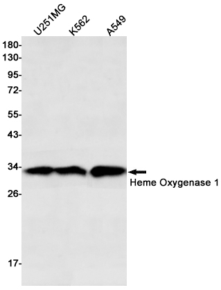 Anti-Heme Oxygenase 1 Rabbit mAb [63L90M37]