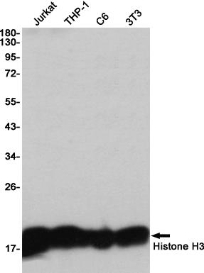 Anti-Histone H3 Rabbit mAb [80L19K08]