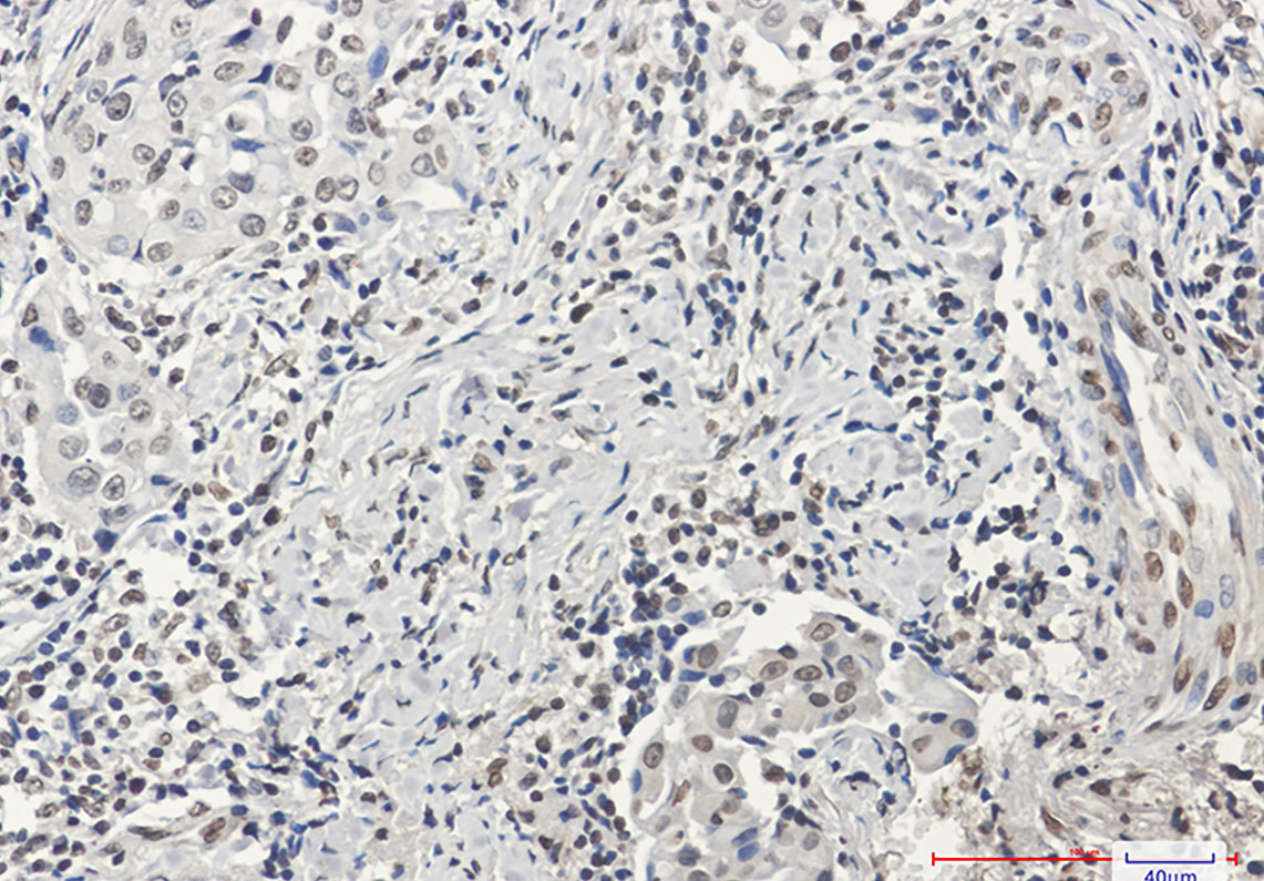 Anti-Histone H3 Rabbit mAb [80L19K08]