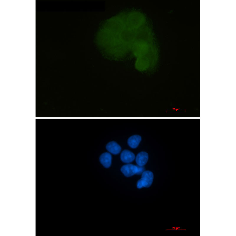 Anti-MEK1 Rabbit mAb [76L08M37]