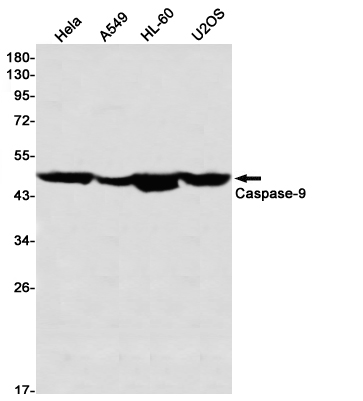 Anti-Caspase 9 Rabbit mAb [40M86L64]
