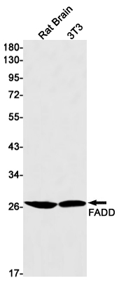 Anti-FADD Rabbit mAb [89L64L96]