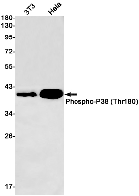 Anti-Phospho-p38 (Thr180) Rabbit mAb [42M73K29]