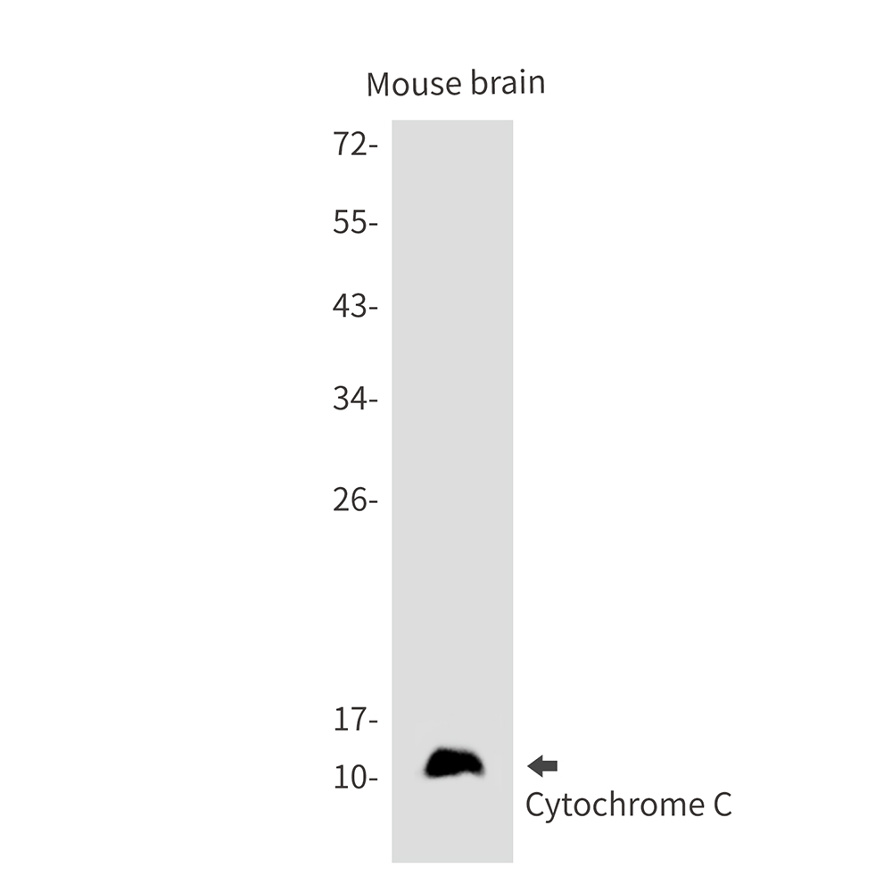 Anti-Cytochrome C Rabbit mAb [13K37M26]