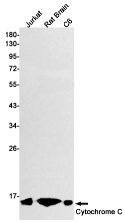 Anti-Cytochrome C Rabbit mAb [13K37M26]
