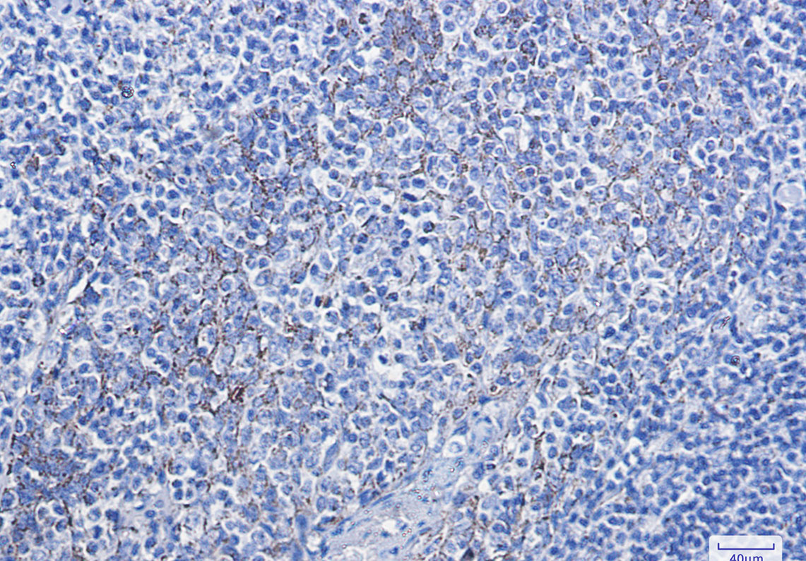 Anti-Cytochrome C Rabbit mAb [13K37M26]