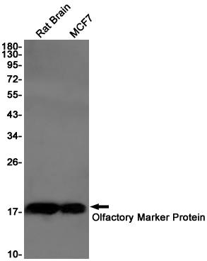 Anti-Olfactory Marker Protein Rabbit mAb [23L70K02]