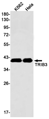 Anti-TRIB3 Rabbit mAb [12K94M33]