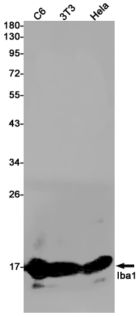 Anti-Iba1 Rabbit mAb [70K33K48]