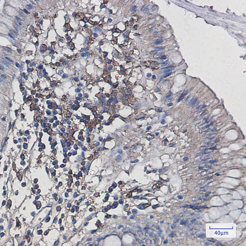Anti-Iba1 Rabbit mAb [70K33K48]