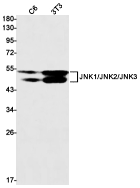 Anti-JNK Rabbit mAb [28K77K23]