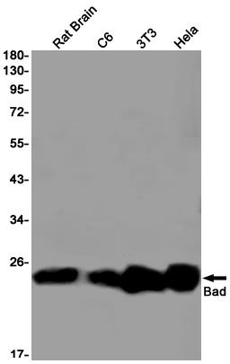 Anti-Bad Rabbit mAb [65M93K19]