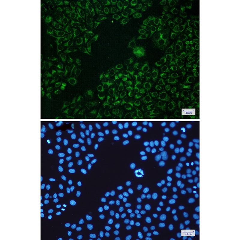 Anti-Bad Rabbit mAb [65M93K19]