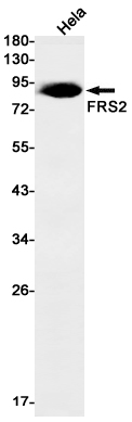 Anti-FRS2 Rabbit mAb [61K00L35]
