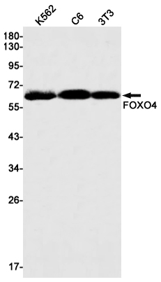 Anti-FOXO4 Rabbit mAb [68K68M14]