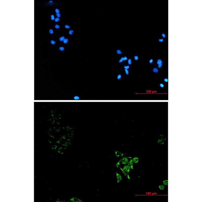 Anti-Caveolin 1 Rabbit mAb [32K49L24]