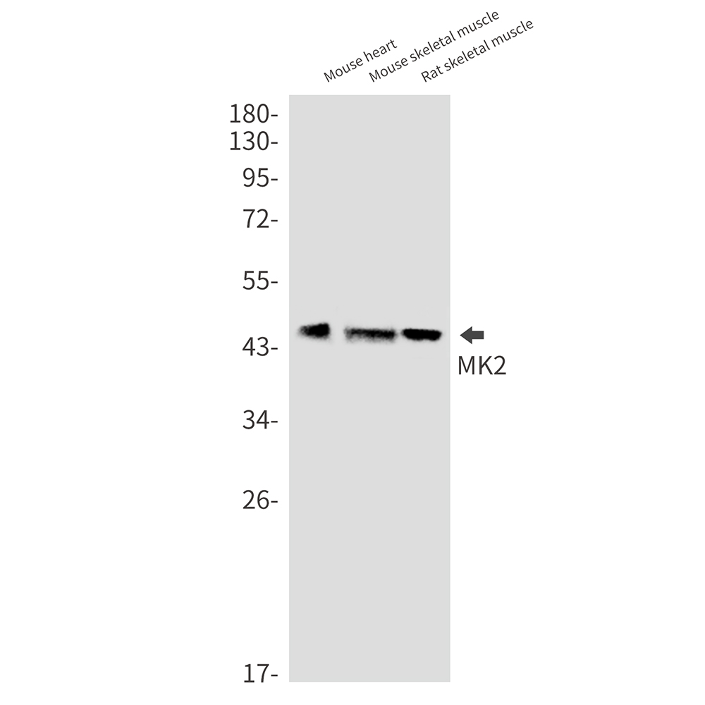Anti-MAPKAP Kinase 2 Rabbit mAb [22L63K88]
