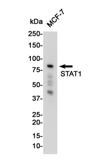 Anti-STAT1 Rabbit mAb [83L56L16]