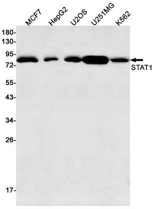 Anti-STAT1 Rabbit mAb [83L56L16]