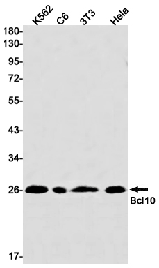 Anti-Bcl10 Rabbit mAb [17M59M70]