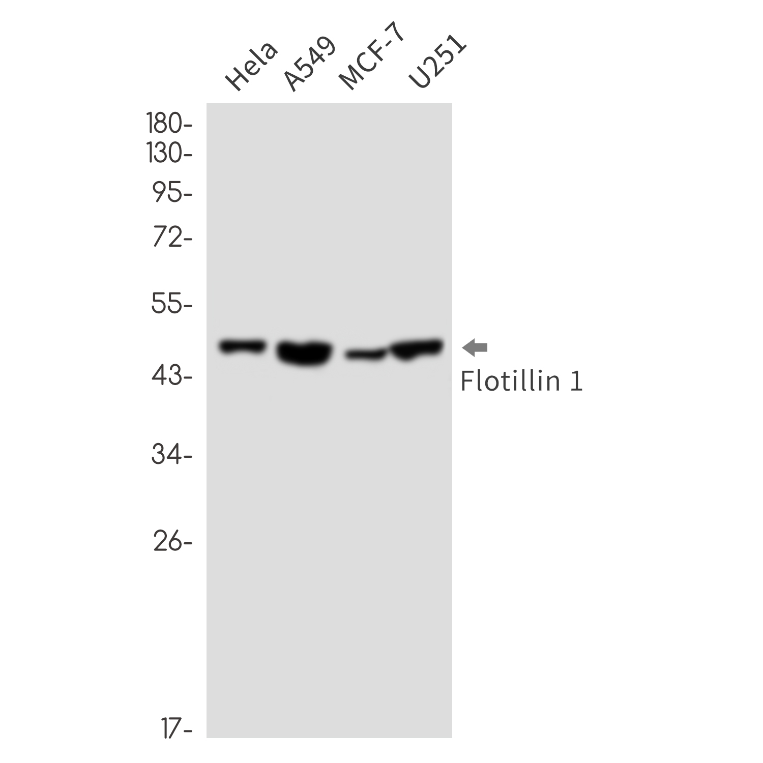 Anti-Flotillin 1 Rabbit mAb [85M39K12]