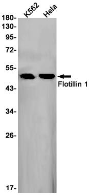 Anti-Flotillin 1 Rabbit mAb [51M47M43]
