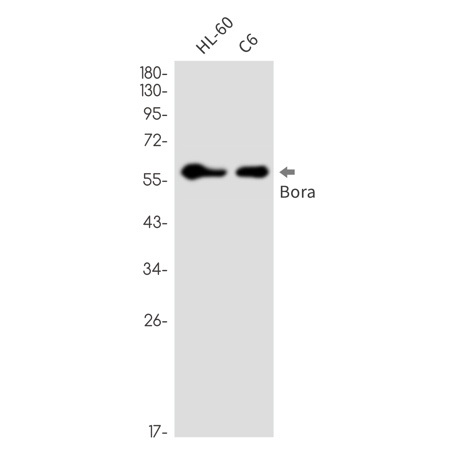 Anti-Bora Rabbit mAb [80L70K82]